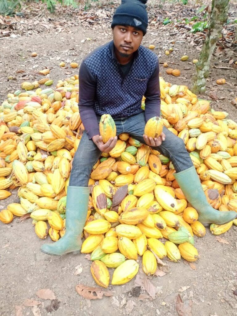 Culture de cacao